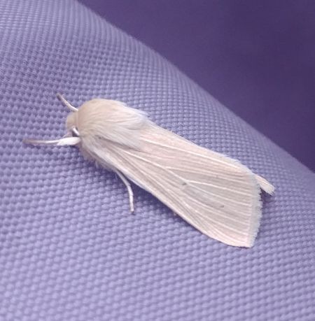 Leucanie blafarde 
