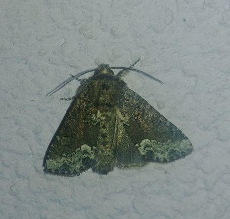 Oligia sp. 