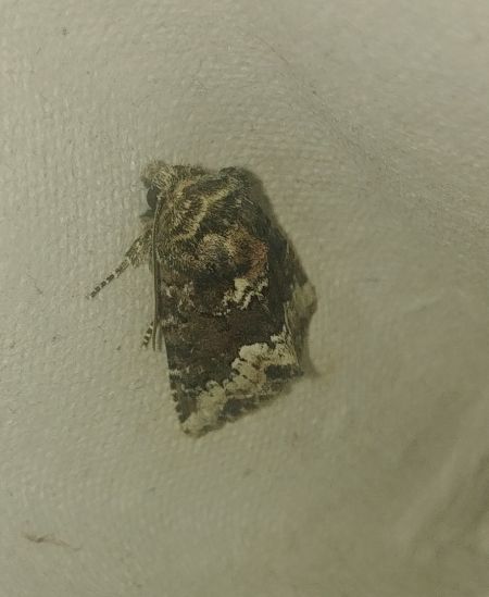 Oligia sp. 
