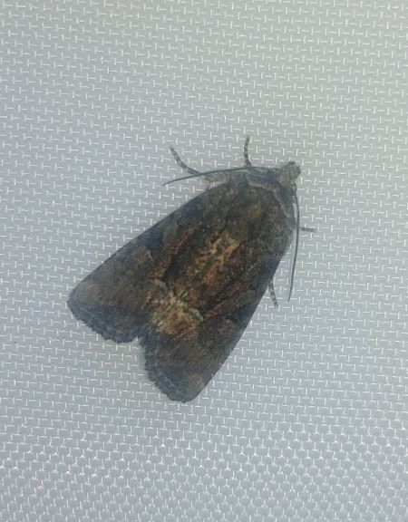 Oligia sp. 