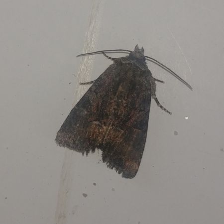 Oligia sp. 