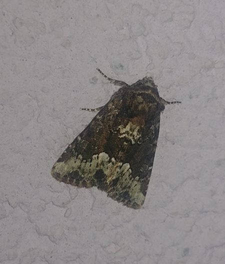 Oligia sp. 