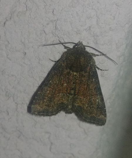 Oligia sp. 