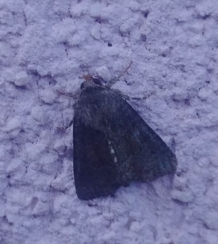 Oligia sp. 