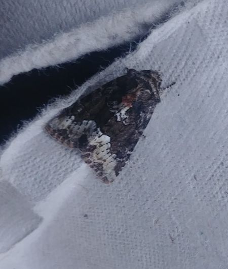Oligia sp. 