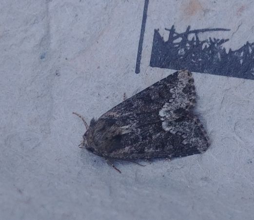 Oligia sp. 