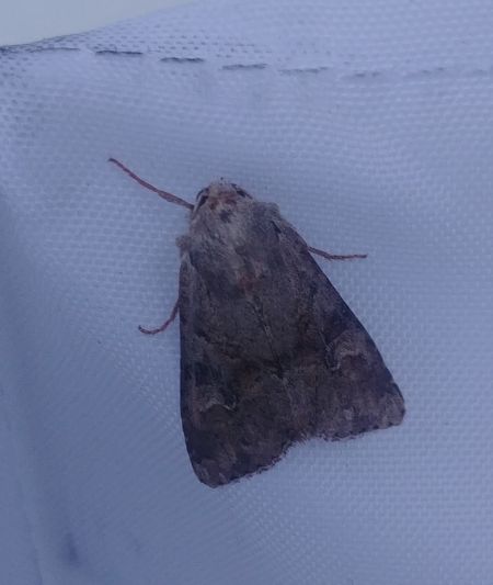 Apamea sordens 