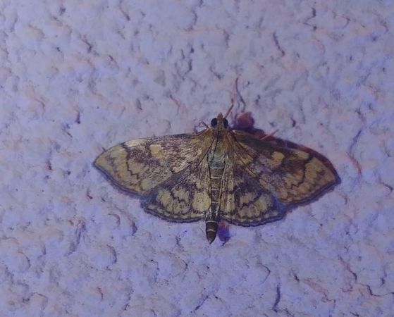 Anania verbascalis 