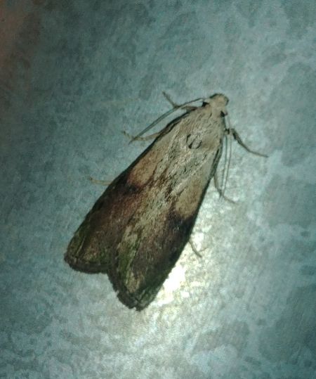 Pyrale du Bourdon 