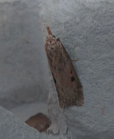 Pyrale du Bourdon 