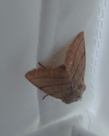 Charanyca trigrammica 