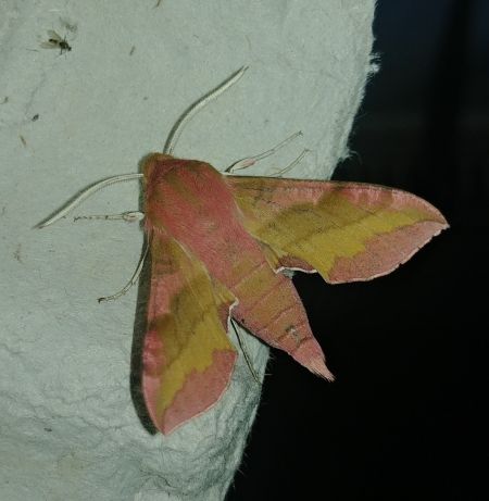 Petit Sphinx de la vigne 