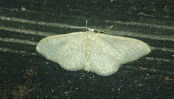 Idaea straminata 