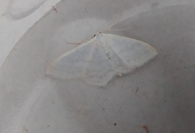 Idaea subsericeata 