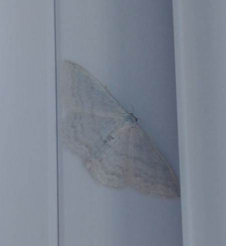 Idaea subsericeata 