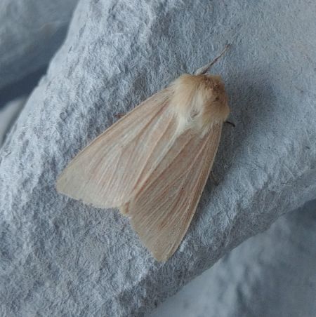 Leucanie blafarde 