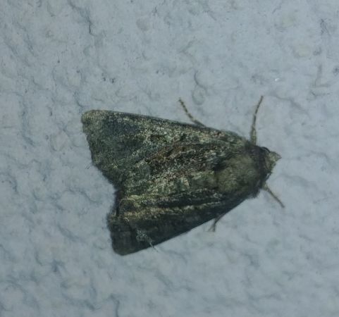 Oligia sp. 