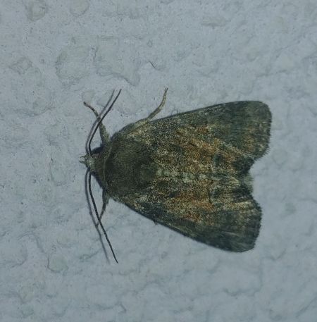 Oligia sp. 