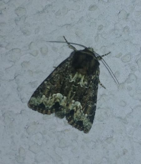 Oligia sp. 