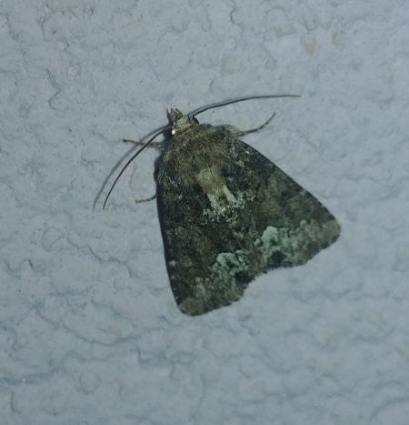 Oligia sp. 