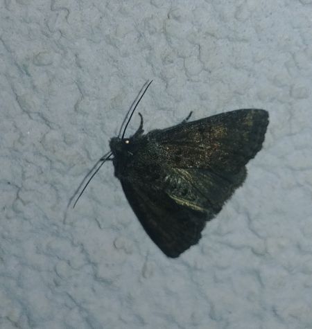 Oligia sp. 