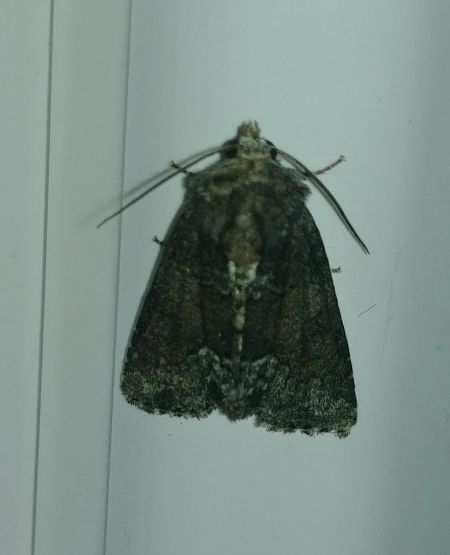Oligia sp. 