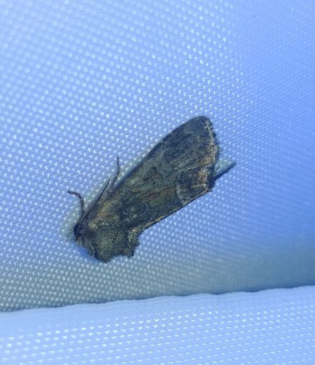 Oligia sp. 