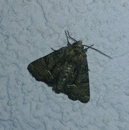 Oligia sp. 