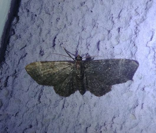Eupithécie rectangulaire 