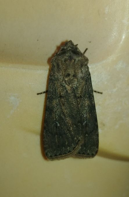 Noctuelle des moissons 
