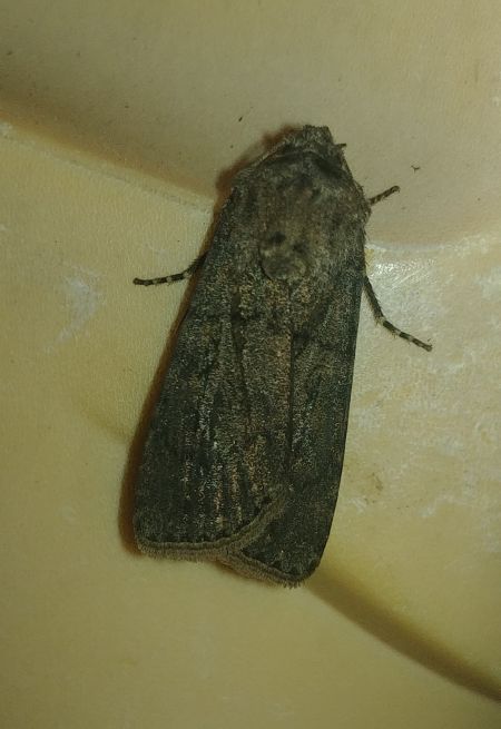 Noctuelle des moissons 