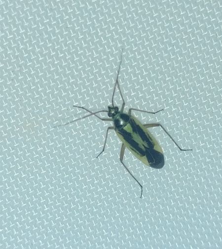 Stenotus binotatus 