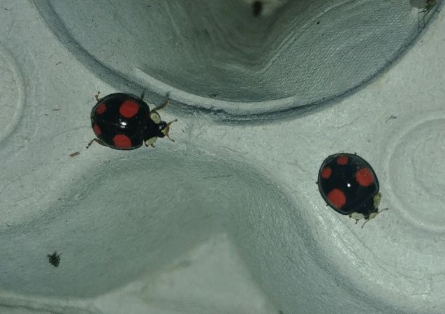 Coccinelle asiatique 
