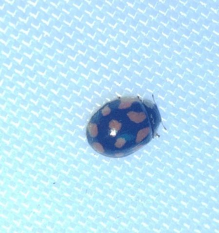Coccinelle à dix points 