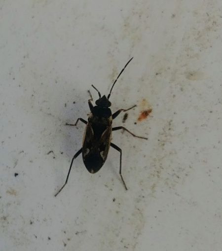 Rhyparochromus vulgaris 