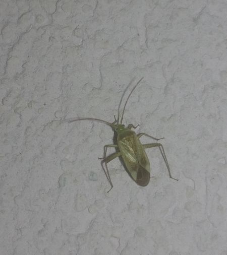 Adelphocoris lineolatus 