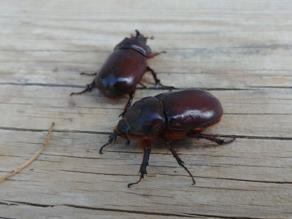 Rhinocéros 
