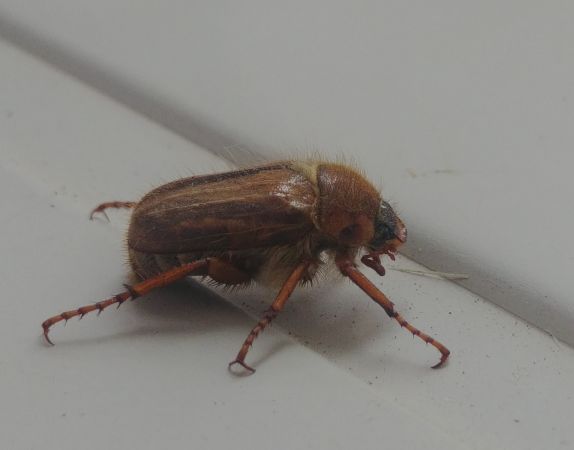 Amphimallon solstitiale 