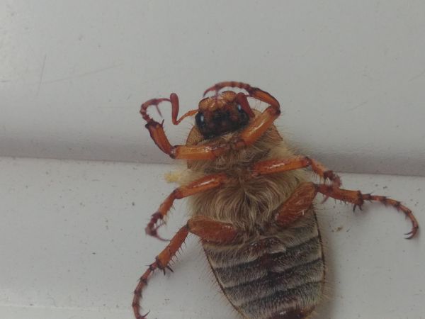 Amphimallon solstitiale 