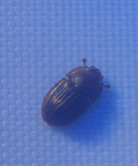 Amphotis marginata 
