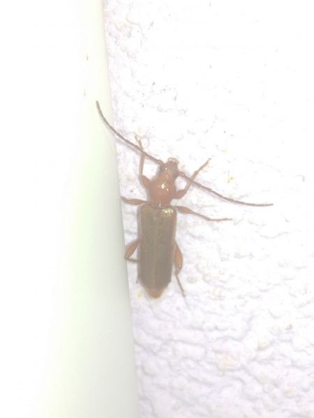 Cantharis rufa 