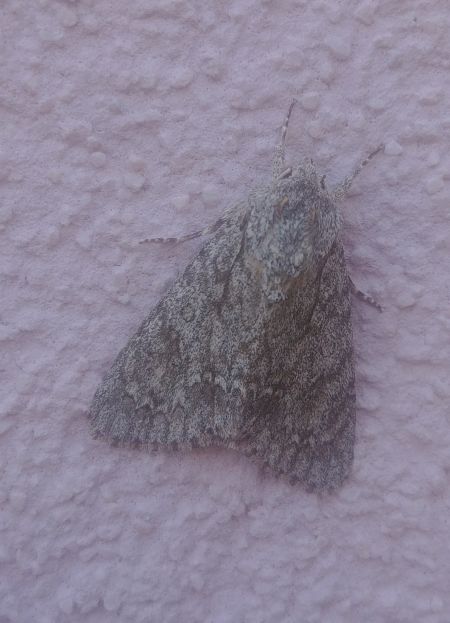 Noctuelle de la patience 