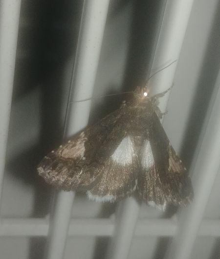Aedia funesta 