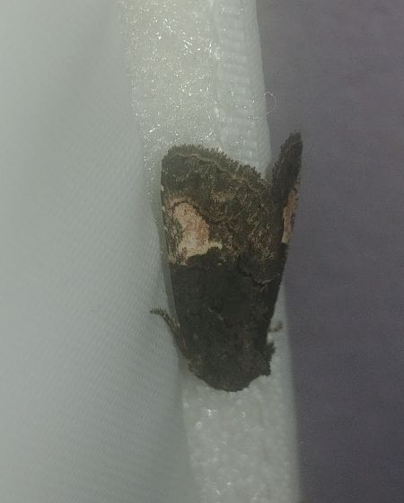 Aedia funesta 