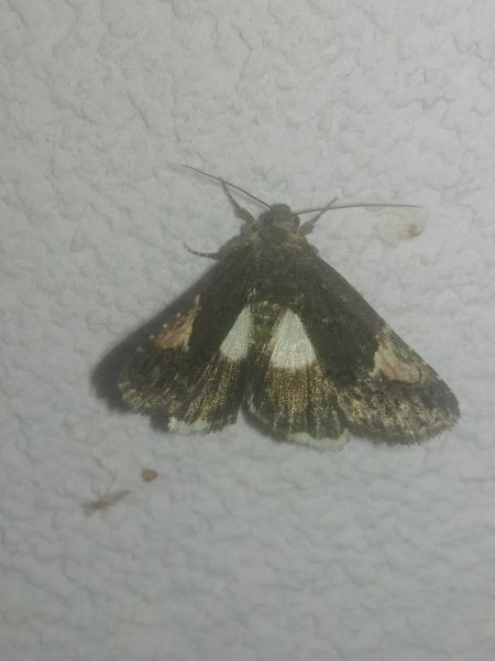 Aedia funesta 