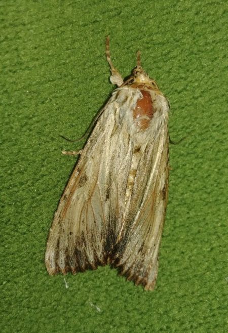 Apamea sublustris 