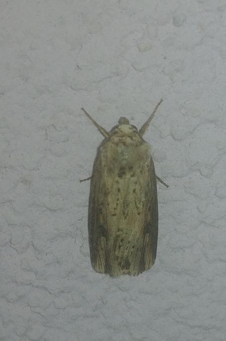 Noctuelle putride 