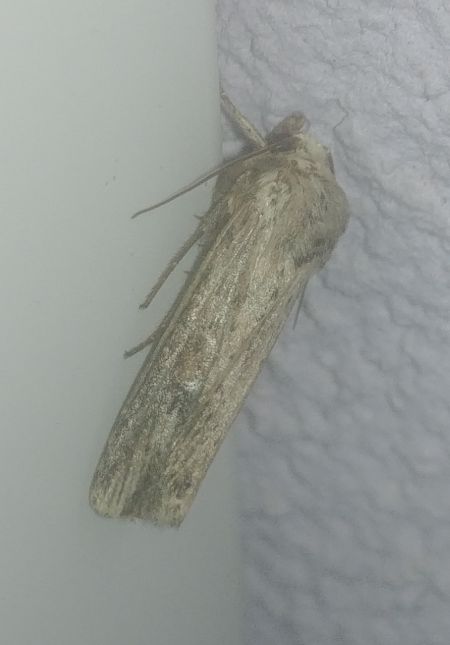 Axylia putris 
