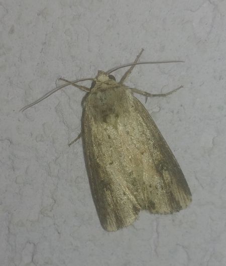 Axylia putris 