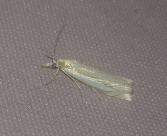 Crambus des pâturages 